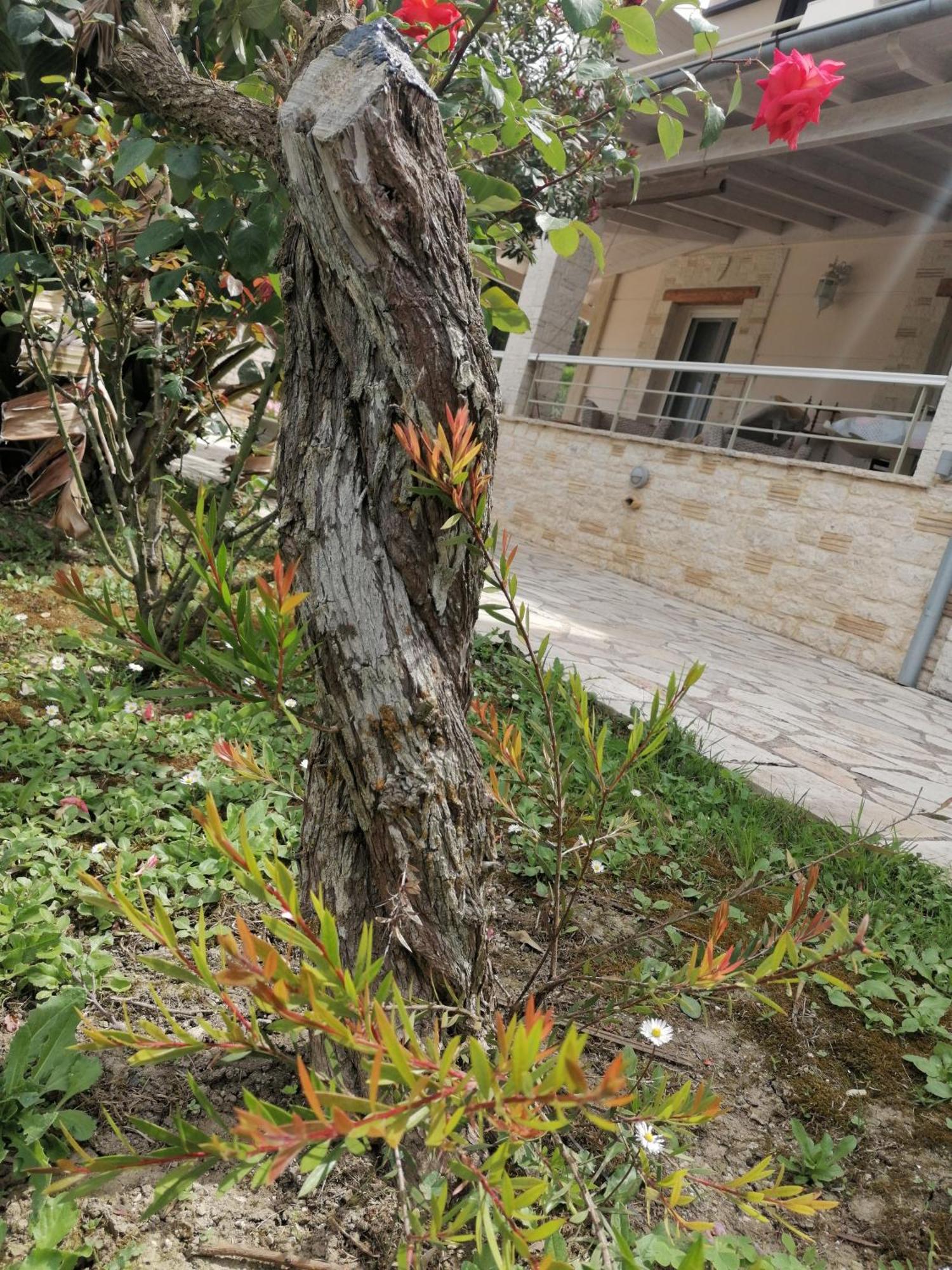 Makis Apartments Arillas Agiou Georgiou Esterno foto